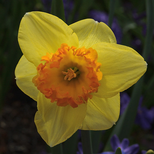 Missouri Botanical Garden (Shaw's Garden), in Saint Louis, Missouri, USA - Large-cupped daffodil, Narcissus 'Vega' Amaryllidaceae