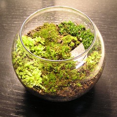 Super cute moss garden