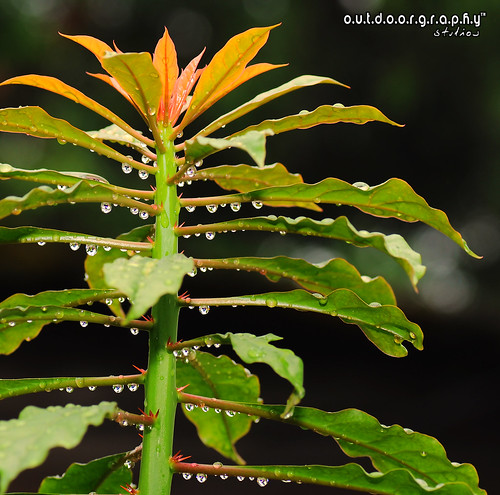 Outdoorgraphy™ : Droplets droplets