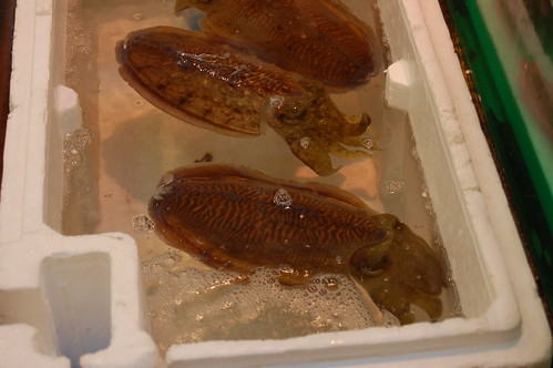 TsukijiLiveCuttlefish