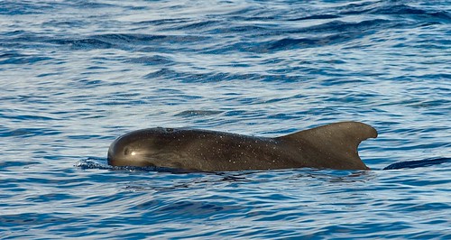 Short-finned Pilot Whale (Globicephala macrorhynchus) 