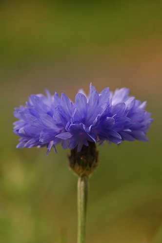 Centaurea cyanus | Korenbloem - Cornflower