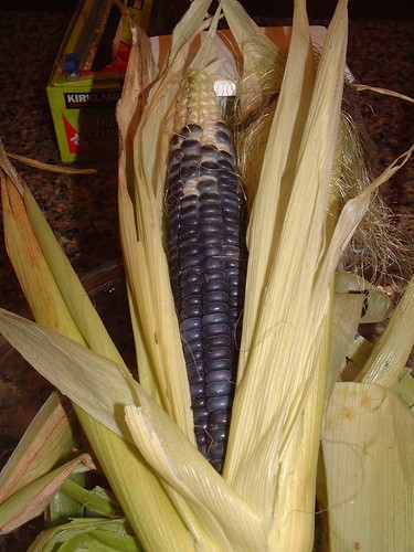 Blue hopi corn