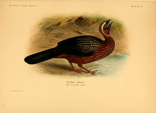 003- Pava crestiblanca-The birds of South America 1912