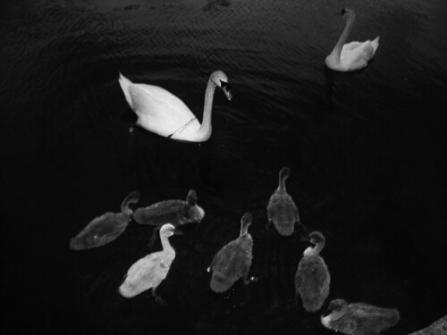 PernilleLouise님이 촬영한 swans.