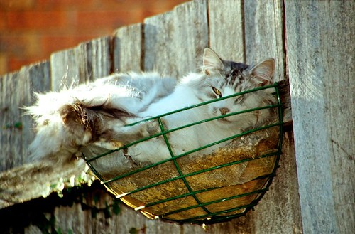 cat sitting in the basket