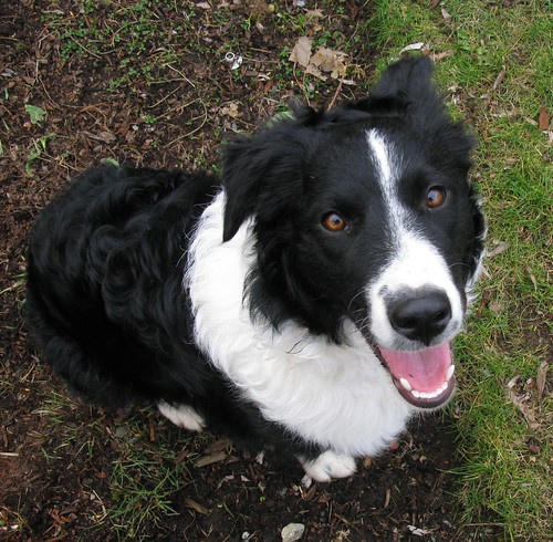 Short Hair Border Collie Pictures. Joan sends countless Border
