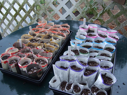 Planted seedling pots