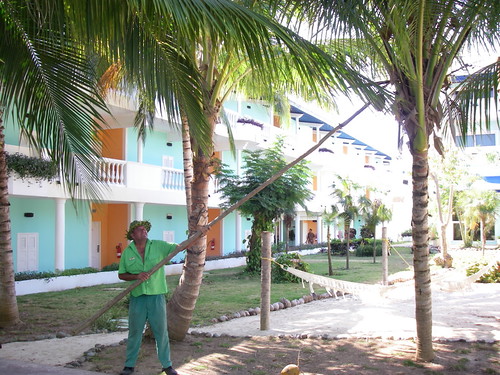 Un gradinar da jos dintr-un cocotier o nuca de cocos