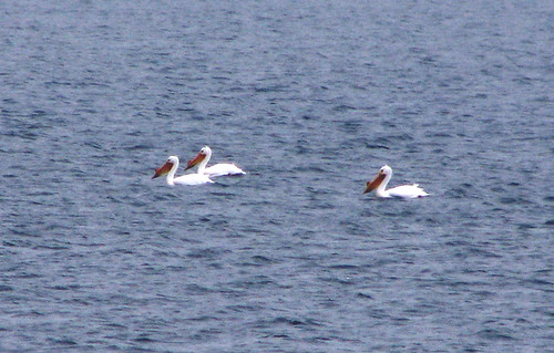 American White Pelicans on Fox Lake