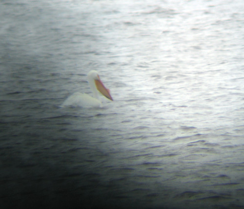 American White Pelican, badly digiscoped
