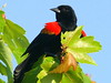 Red-winged Blackbird 20090416