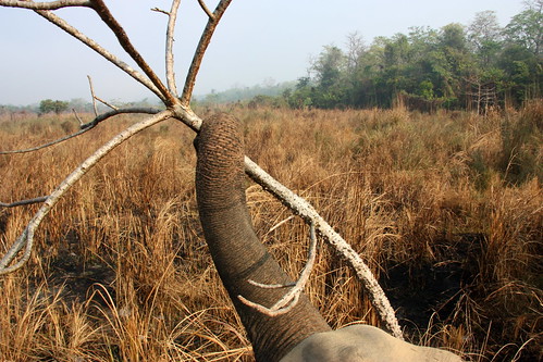 Hungry elephant, Chitwan 2-21-2009 9-01-40 AM