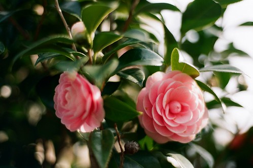 twin camellia