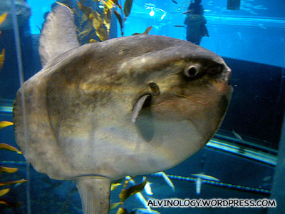 A very peculiar looking giant fish called Sun Fish