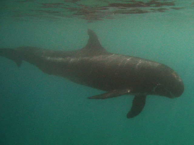 pygmy killer whale