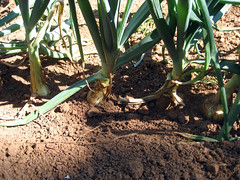 digging out around onions to help bulbs grow fatter