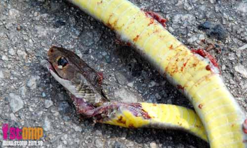 SQUASHED! What happens when a snake tries to cross a road