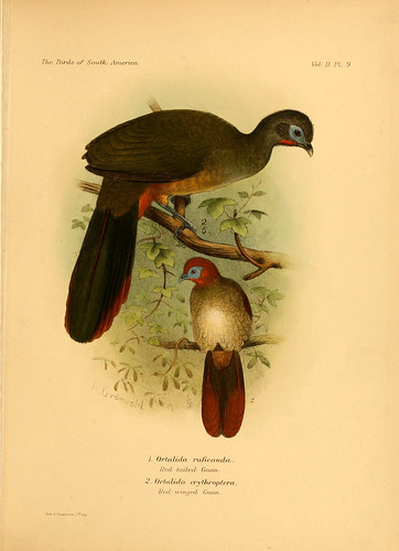 004- Guacharaca culiroja-The birds of South America 1912