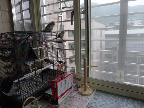 鳥籠放在房間外的小陽台