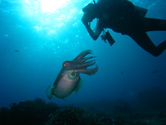 Cuttlefish and Diver in a Face-Off