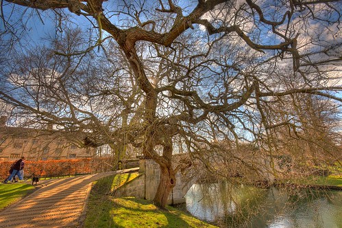 The Tree by King's College Bridge