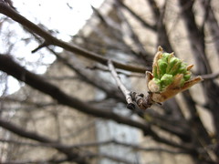 Bradford Pear Tree Bud