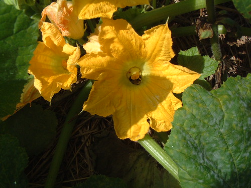 Squash Flower in Honor of Earth Day