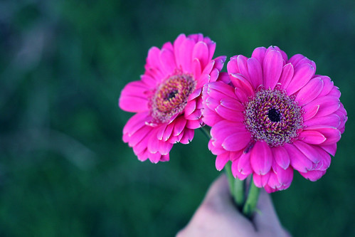  フリー画像| 花/フラワー| 花束| ガーベラ| ピンク/花|       フリー素材| 
