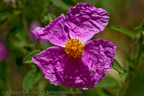 Purple Flower at Mount Ida by voyageAnatolia