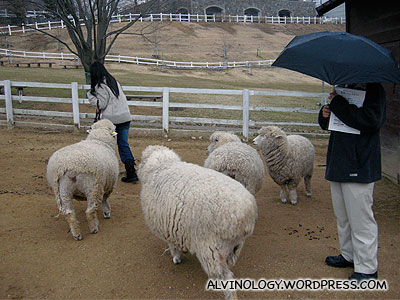 Meiyen wants to play with the sheep, but is very scared of them at the same time