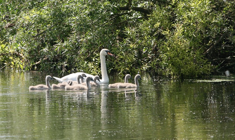 Mute Swan and nine cygnets