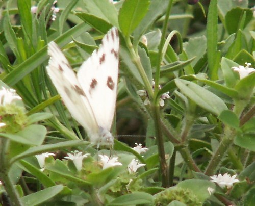 Male Checkered White Nectaring on Pusley, Front View