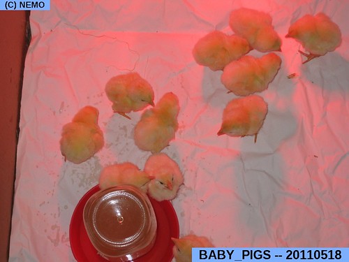 BABY PIGS -- 2011.05.18