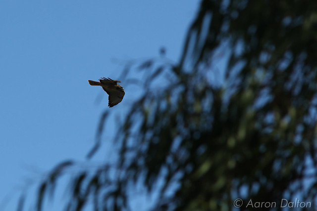 Hawk Flying Behind Eucalyptus