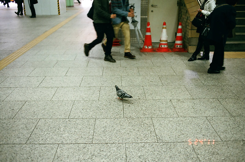 PigeonShinjukuStation (7 of 13)
