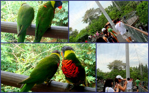 Jurong birdpark12
