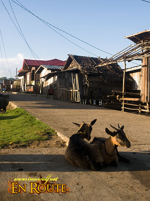 Pagasinan Road Goats