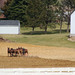 Amish Plowing with a 6 team