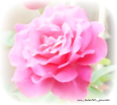 Another beautiful rose pic (photoshopped)