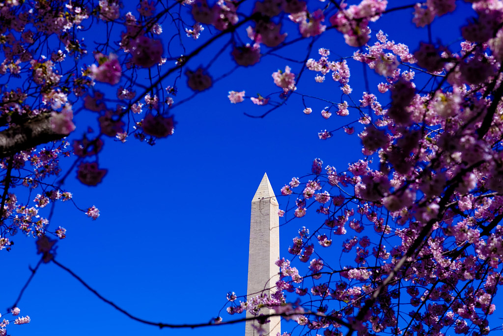 Washington D.C. Cherry Blossoms (7 of 7)