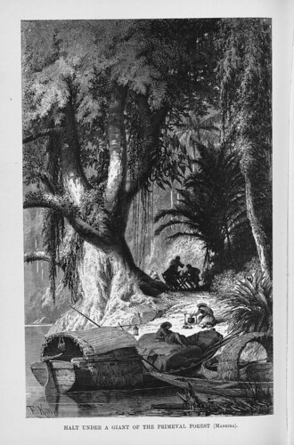 001d-Los Ríos Amazonas y Madeira 1875- Alto bajo un gitante de la selva virgen en el Madeira