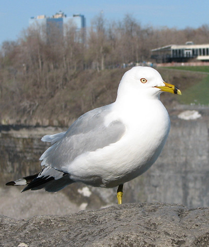 One-legged Gull