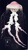 Jellyfish: Chrysaora Cyclonota (frontispiece)