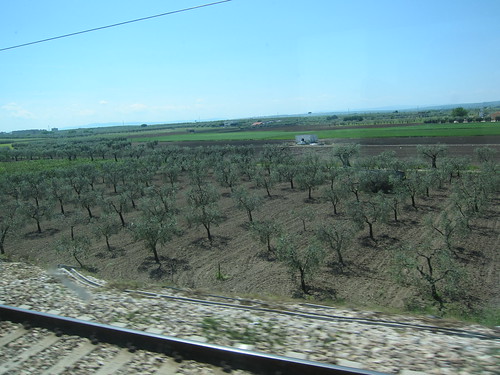 Country side on way to Vieste (where Isabella lives) by train - reminded me of around Walla Walla plus the olive trees.