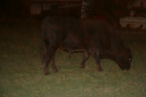 The nocturnal bull that keeps returning to our camper each night.