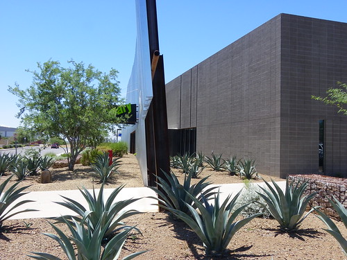 Agaves at Agave Library