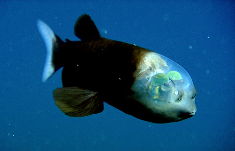 tansparent headed pacific barreleye fish