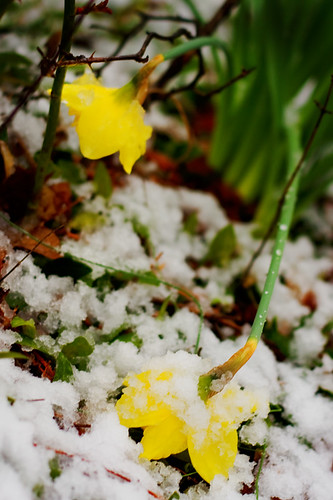 Daffodils and the snow.