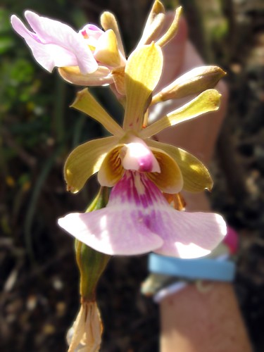 orchid - Psychilus macconnelliae